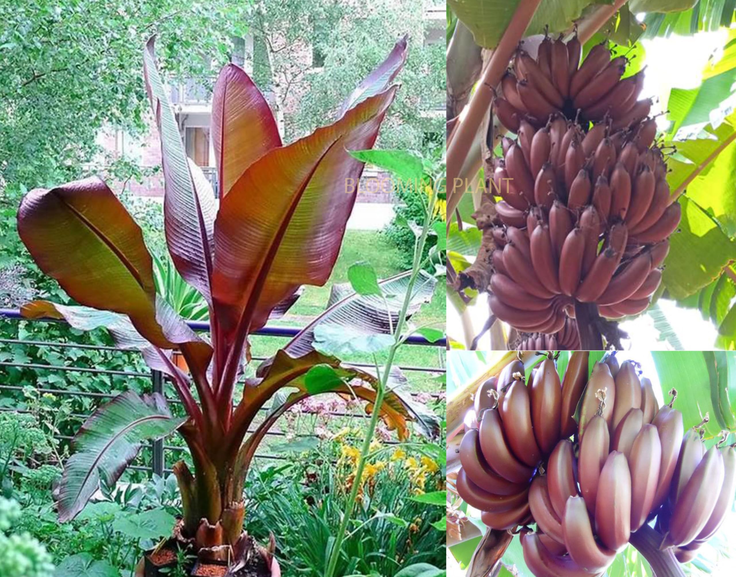 Banana tree fruit sprouting from Musa acuminata seeds with broad tropical leaves and clustered bananas